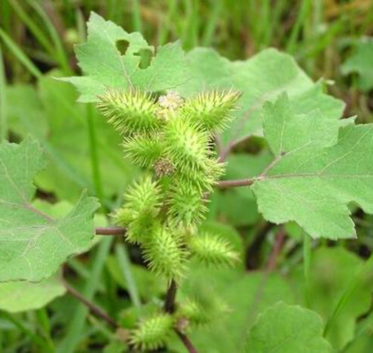 Cây ké đầu ngựa (hay còn được gọi là thương nhĩ) thuộc loại thân thảo, ra quả quanh năm.