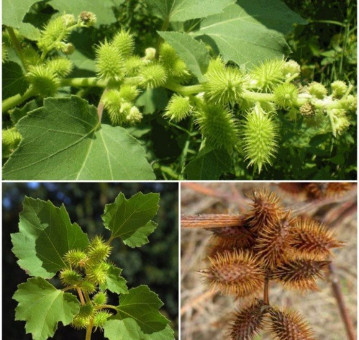 Qua dai Viet Nam sang nuoc ngoai thanh thao duoc gia tren troi