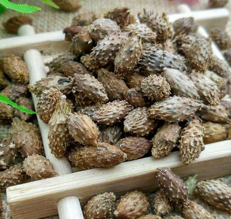 Ngoài ra, các bệnh ngoài da như viêm da cơ địa, mụn nhọt, lở loét cũng được chữa khỏi khi sử dụng thuốc có thành phần từ quả ké đầu ngựa.