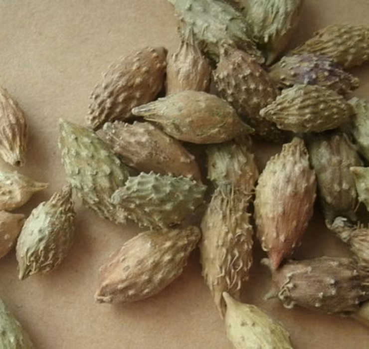 Quả ké đầu ngựa có vị ngọt, tính ôn, đặc biệt trong thành phần còn chứa hoạt chất xanthumin.