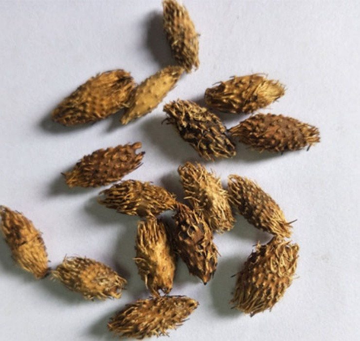 Do có chứa thành phần kháng sinh, quả ké đầu ngựa còn là thần dược cho người bị viêm xoang, góp phần ngăn ngừa tình trạng ngạt mũi, chảy nước mũi.