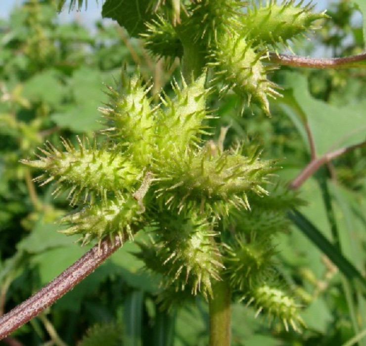 Quả của loại cây này có móc gai, dài khoảng 1 - 2 cm. Lúc còn non thì quả có màu xanh, sau đó quả sẽ dần khô lại và chuyển sang màu nâu sẫm khi đã chín.