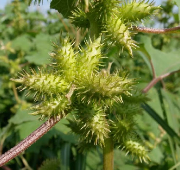 Quả của loại cây này có móc gai, dài khoảng 1 - 2 cm. Lúc còn non thì quả có màu xanh, sau đó quả sẽ dần khô lại và chuyển sang màu nâu sẫm khi đã chín.