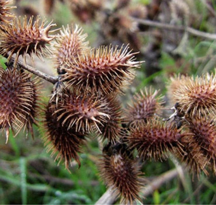 Bên cạnh đó, loại quả này còn cung cấp các chất khó có thể được tìm thấy ở những loại thảo dược khác như alkaloid, xanthinin. Chính vì vậy, có những bệnh lý mà chỉ quả của cây ké đầu ngựa mới có thể điều trị.