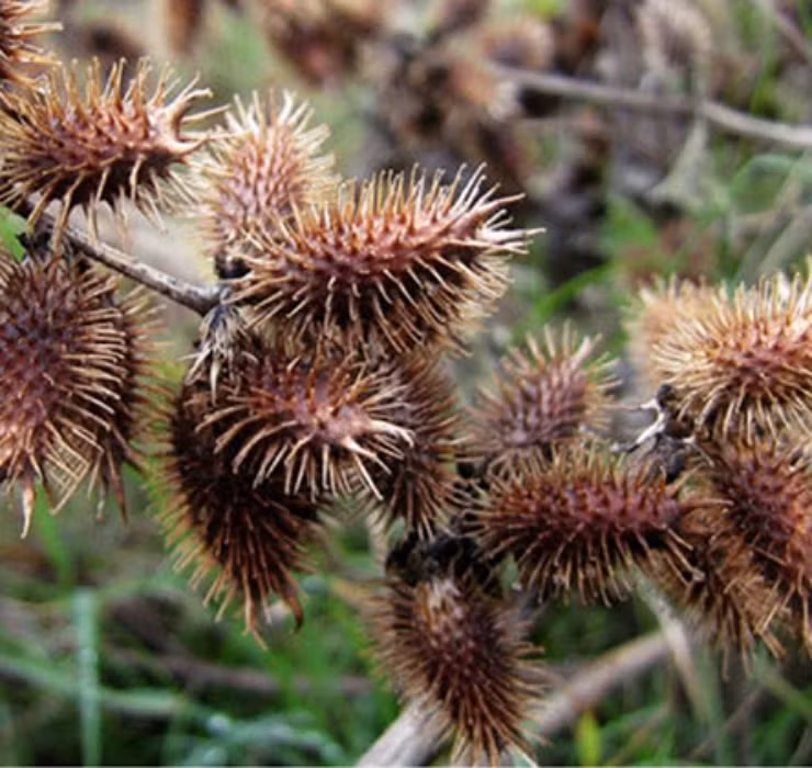 Bên cạnh đó, loại quả này còn cung cấp các chất khó có thể được tìm thấy ở những loại thảo dược khác như alkaloid, xanthinin. Chính vì vậy, có những bệnh lý mà chỉ quả của cây ké đầu ngựa mới có thể điều trị.