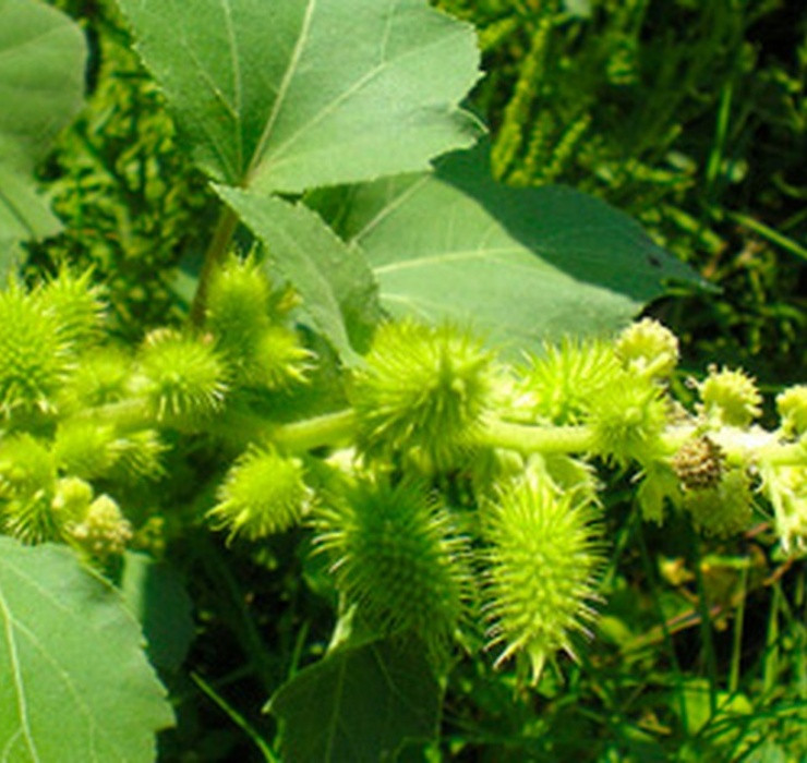 Do có móc gai nên loại quả này sẽ rất khó gỡ khi đã bám lên quần áo. Vì thế người Việt thường coi nó là loài cây dại vô giá trị.