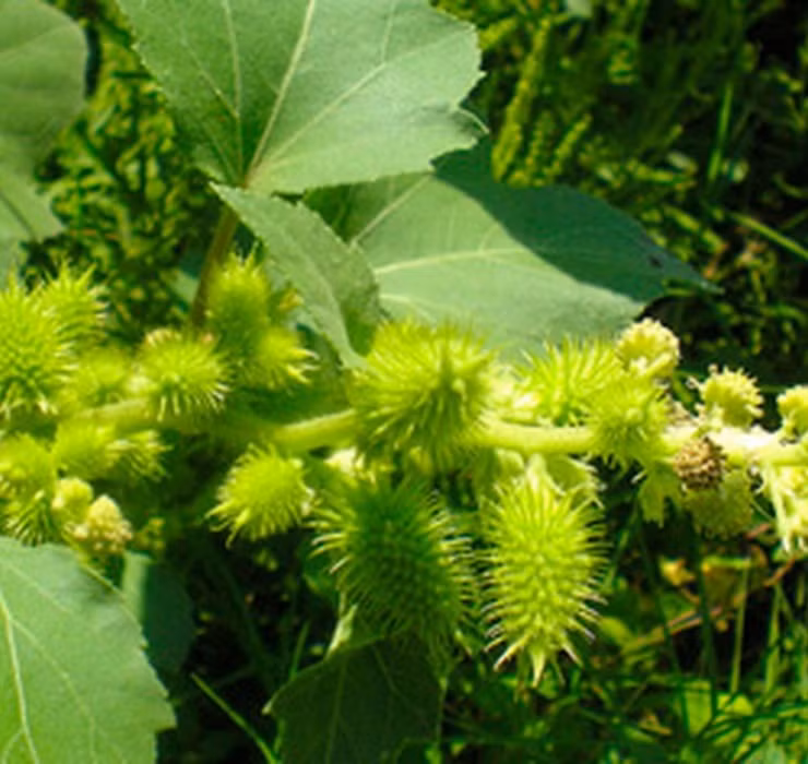 Do có móc gai nên loại quả này sẽ rất khó gỡ khi đã bám lên quần áo. Vì thế người Việt thường coi nó là loài cây dại vô giá trị.