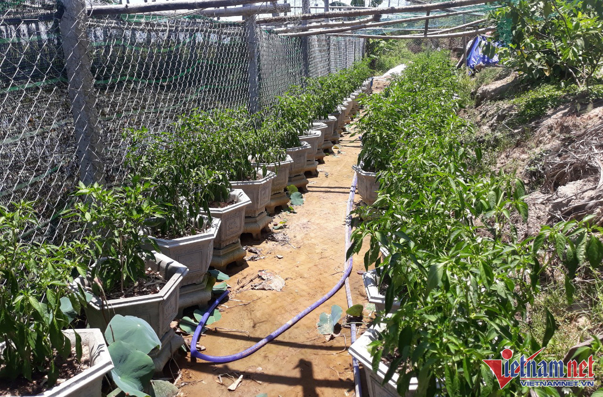 Ớt xanh 'đắt như tôm tươi’, bán hết veo hàng chục ký mỗi ngày - Hình 4 Ot xanh 'dat nhu tom tuoi’, ban het veo hang chuc ky moi ngay-Hinh-4