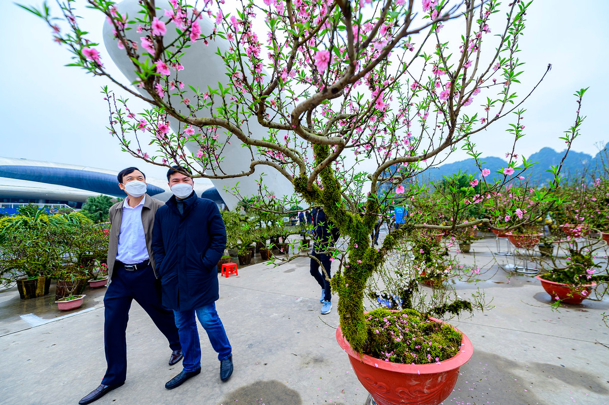 Những cây đào bọc rêu được nhà vườn cắt tỉa, uốn theo hình dáng được bán với giá cao hơn.