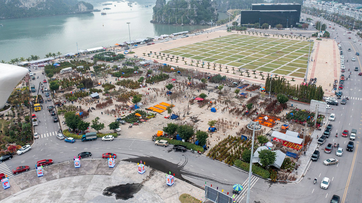 Ghi nhận của Zing, chợ hoa tết lớn nhất TP Hạ Long được tổ chức tại sân nằm giữa Quảng trường 30 tháng 10 và Cung quy hoạch, triển lãm tỉnh Quảng Ninh. Chợ hoa tết có hơn 100 kiốt bán hàng chia thành các khu bán đào, quất, mai vàng và cây cảnh...