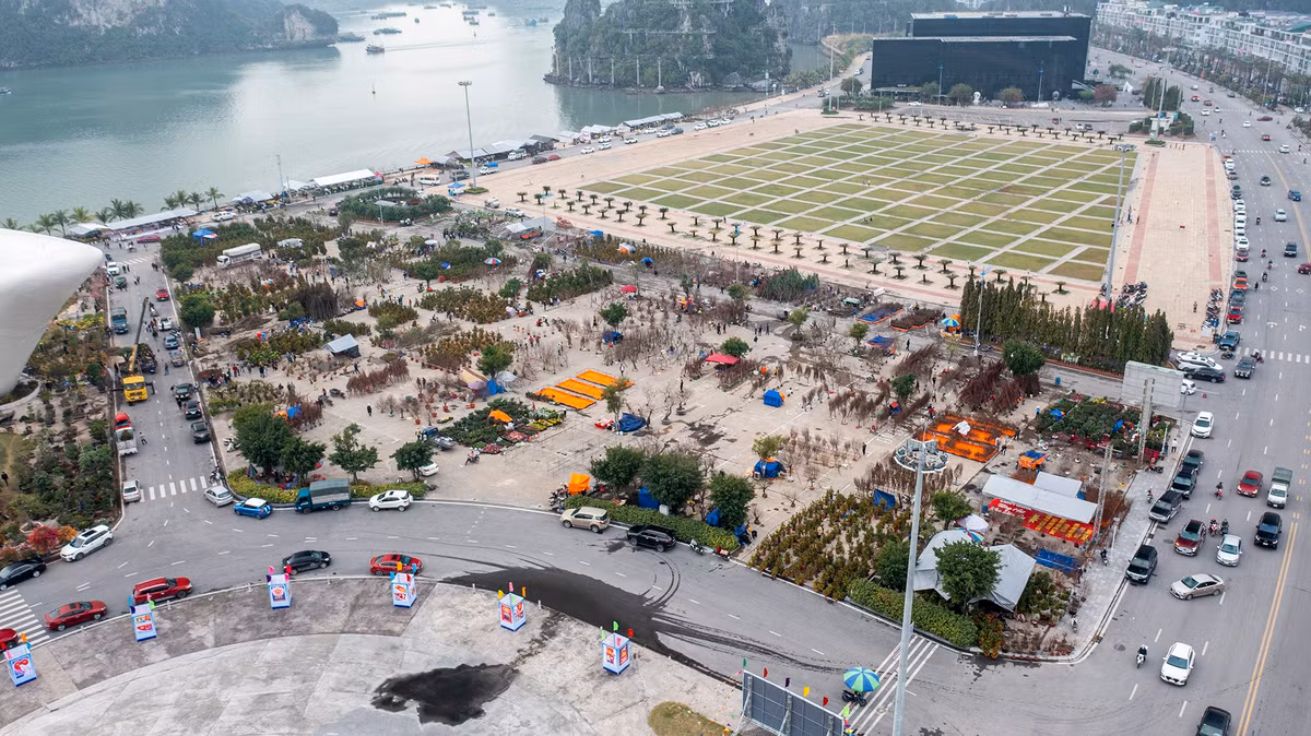 Ghi nhận của Zing, chợ hoa tết lớn nhất TP Hạ Long được tổ chức tại sân nằm giữa Quảng trường 30 tháng 10 và Cung quy hoạch, triển lãm tỉnh Quảng Ninh. Chợ hoa tết có hơn 100 kiốt bán hàng chia thành các khu bán đào, quất, mai vàng và cây cảnh...