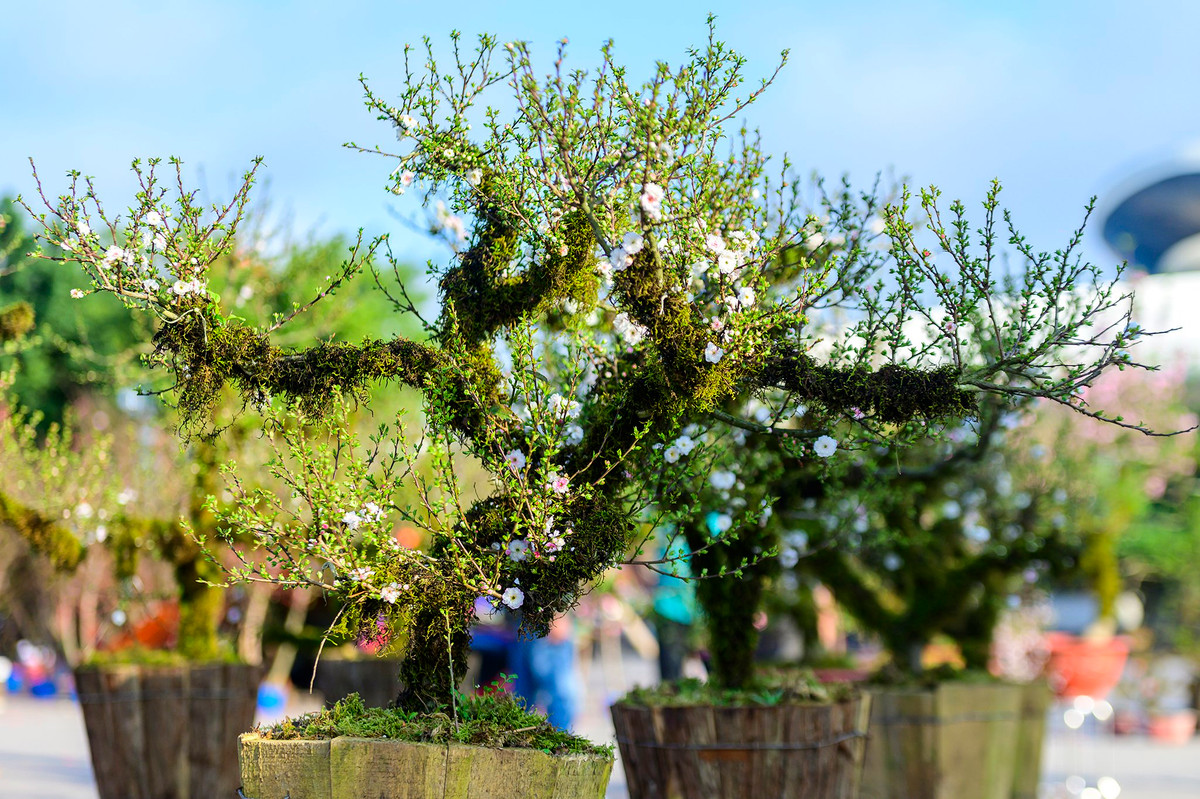 Ngoài đào truyền thống những chậu cây nhất chi mai bọc rêu cũng được nhiều người chơi săn đón. Theo nhà vườn, những chậu nhất chi mai được uốn tỉa cẩn thận như trong ảnh có giá bán 4-6 triệu/chậu. "Nhiều khách hàng xem qua ảnh thấy ưng thì đặt trước, chúng tôi vận chuyển cây thẳng từ vườn về nhà gia chủ", một chủ vườn nói.