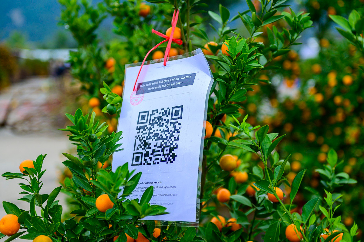 Trao đổi với Zing, ông Điệp Hùng Thắng, Chủ tịch UBND phường Hồng Hải, TP Hạ Long, cho biết phường bố trí bảng in mã QR tại các gian hàng để người dân đi mua cây cảnh quét khai báo y tế qua ứng dụng PC-Covid. "Ngoài ra, hàng ngày chúng tôi bố trí lực lượng y tế để lấy mẫu xét nghiệm test nhanh Covid-19 đối với tất cả tiểu thương bán tại chợ", ông Thắng nói.