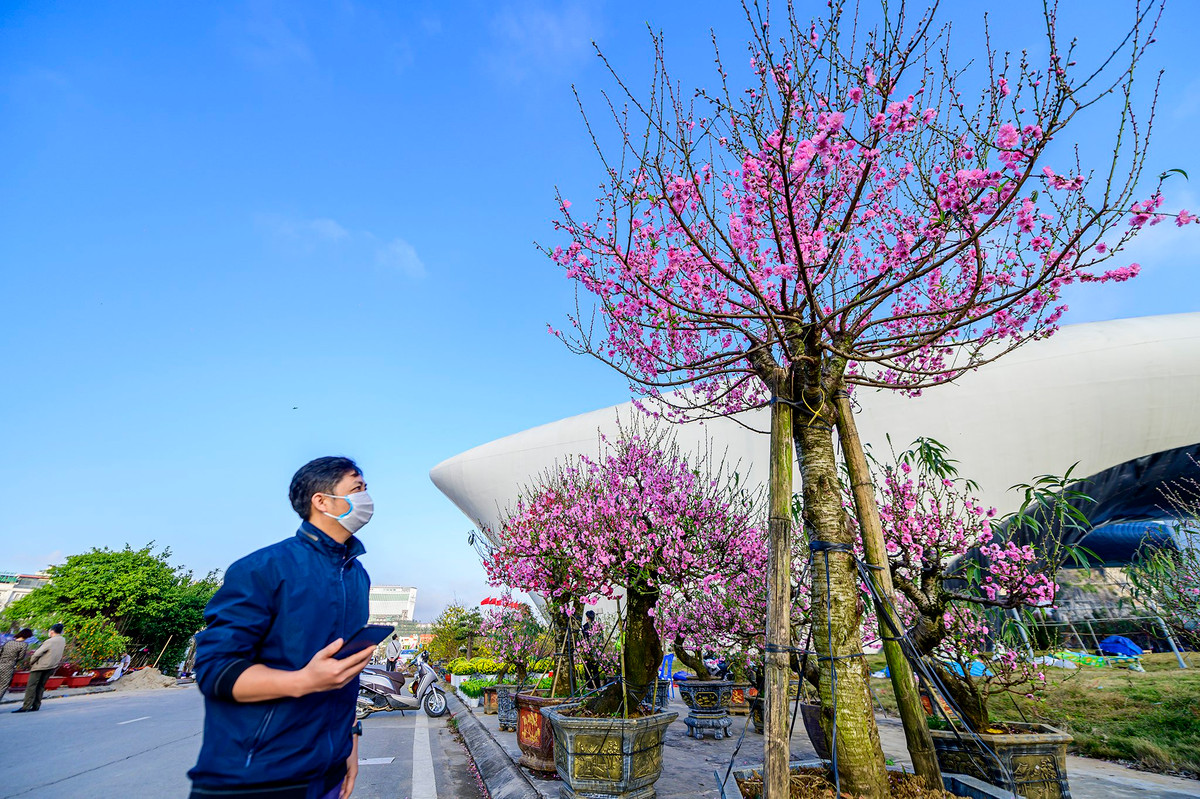 Những gian hàng bán và cho thuê đào thế vẫn được người mua thường xuyên ghé qua. Chủ vườn đào thế Mộc Châu, Sơn La cho biết vườn vừa bán cho một đại gia ở Cẩm Phả cây đào giá hơn 250 triệu đồng. Những cây đào Tây Bắc này có gốc đào đá và được ghép với cành đào phai cánh kép nên chơi rất bền, trung bình giá bán tại hội chợ 25-50 triệu đồng.