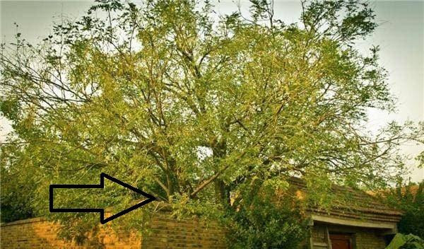 Ngheo cung dung chat 3 loai cay bao ve con chau, do la cay nao?