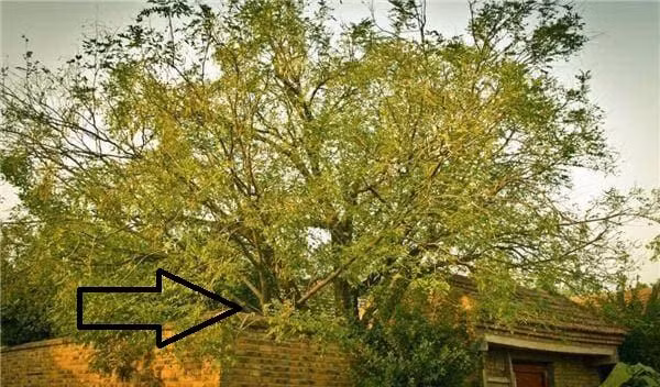 Ngheo cung dung chat 3 loai cay bao ve con chau, do la cay nao?