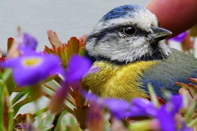 Gia đình có con giáp này, phúc khí từ trên trời rơi xuống - Hình 2 Gia dinh co con giap nay, phuc khi tu tren troi roi xuong-Hinh-2