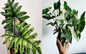 Gia đình có con giáp này, phúc khí từ trên trời rơi xuống - Hình 6 Gia dinh co con giap nay, phuc khi tu tren troi roi xuong-Hinh-6