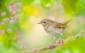 Gia đình có con giáp này, phúc khí từ trên trời rơi xuống - Hình 5 Gia dinh co con giap nay, phuc khi tu tren troi roi xuong-Hinh-5