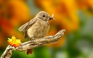 Gia đình có con giáp này, phúc khí từ trên trời rơi xuống - Hình 7 Gia dinh co con giap nay, phuc khi tu tren troi roi xuong-Hinh-7