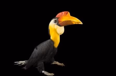 Hop so cua loai vat nay dang gia hon vang-Hinh-3