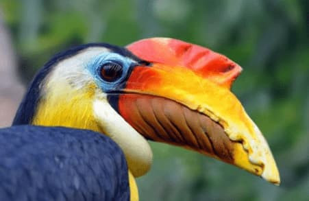 Hop so cua loai vat nay dang gia hon vang-Hinh-5