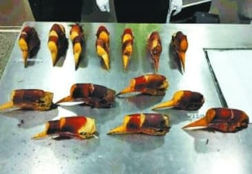 Hop so cua loai vat nay dang gia hon vang