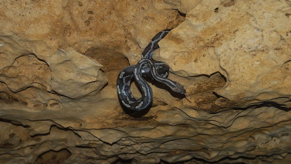 Hang ran treo ky quai o Mexico-Hinh-2