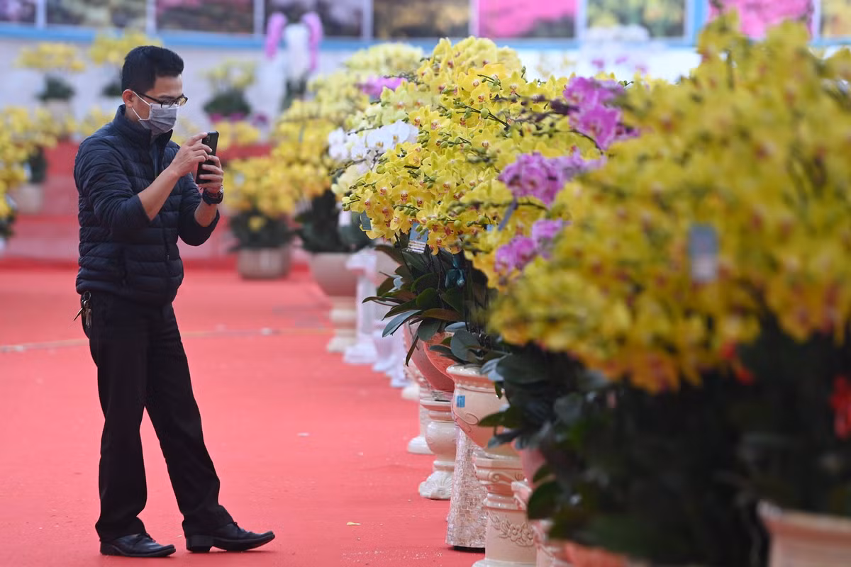 Theo chia sẻ của người bán, để chọn ra được một cành hay chậu lan đẹp, hoa lan phải đều nhau, màu sắc phối hợp hài hòa và tất cả các cành phải có tư thế cân bằng, không được cao hoặc thấp quá.