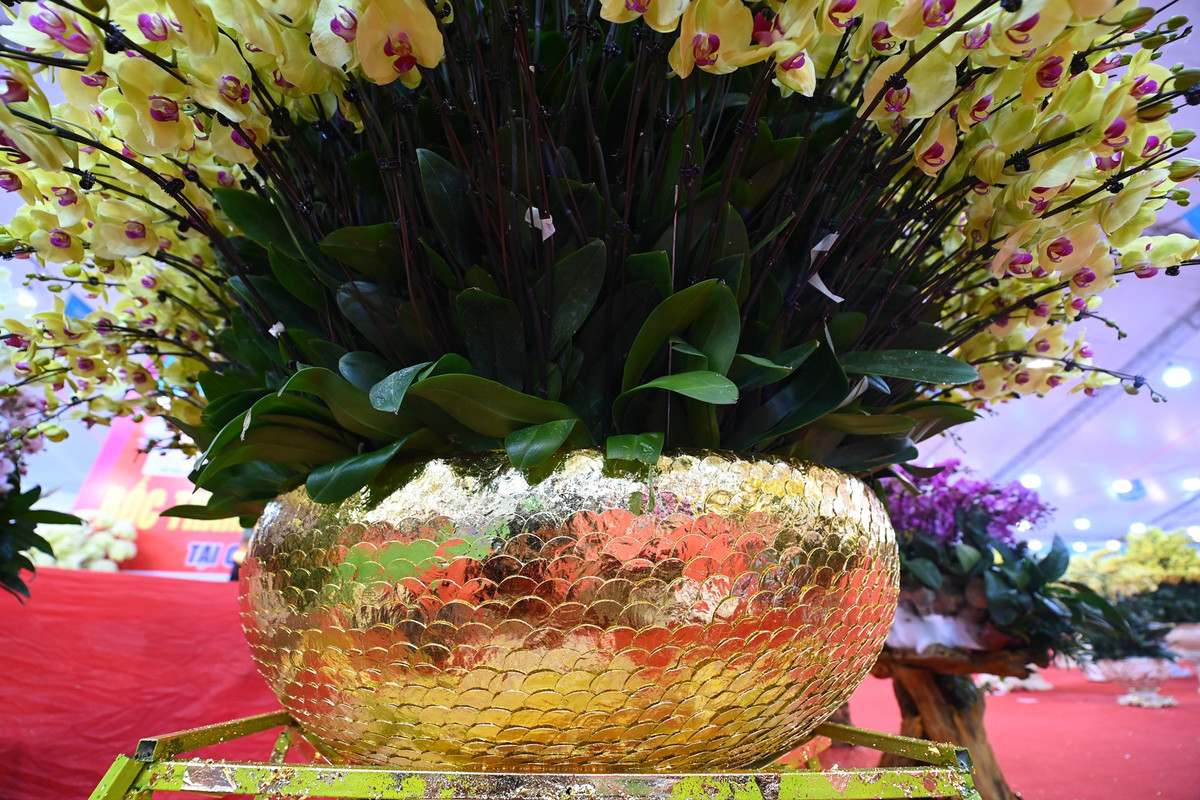 "Nếu đến ngày 30 vẫn chưa có người hỏi mua, tôi có dự định tặng chậu hoa này cho Liên đoàn Bóng đá Việt Nam với gửi lời chúc đội tuyển Việt Nam sẽ chiến thắng tuyển Trung Quốc trong trận đấu ngày mùng 1 Tết sắp tới", anh Nghiệp chia sẻ.