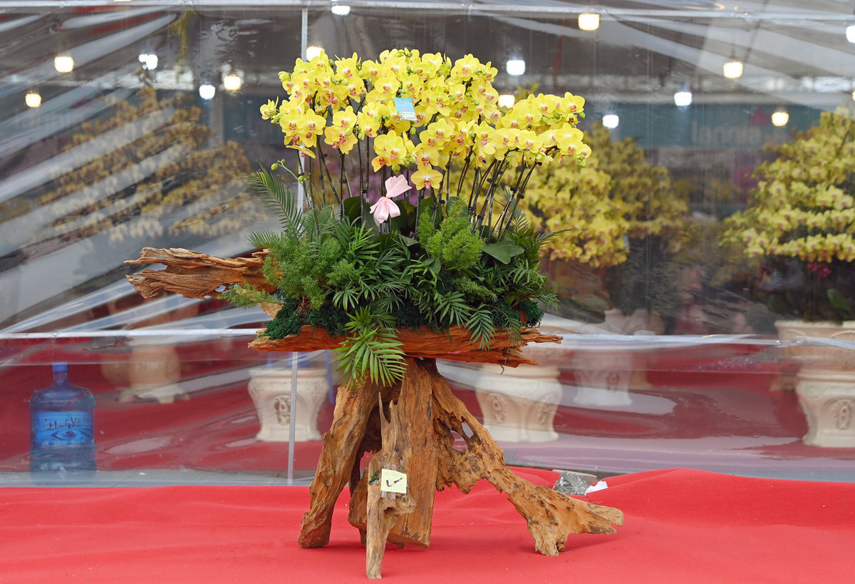 Bên cạnh cây hoa lan với kích thước lớn, thị trường hoa năm nay cũng khá đa dạng với nhiều hình dáng khác nhau. Chậu lan hồ điệp cỡ nhỏ, ít cành sẽ dành cho các ngôi nhà nhỏ có không gian hẹp, một số chậu lan cầu kỳ hơn thì được trồng trên gỗ lũa để tăng thêm tính thẩm mỹ.