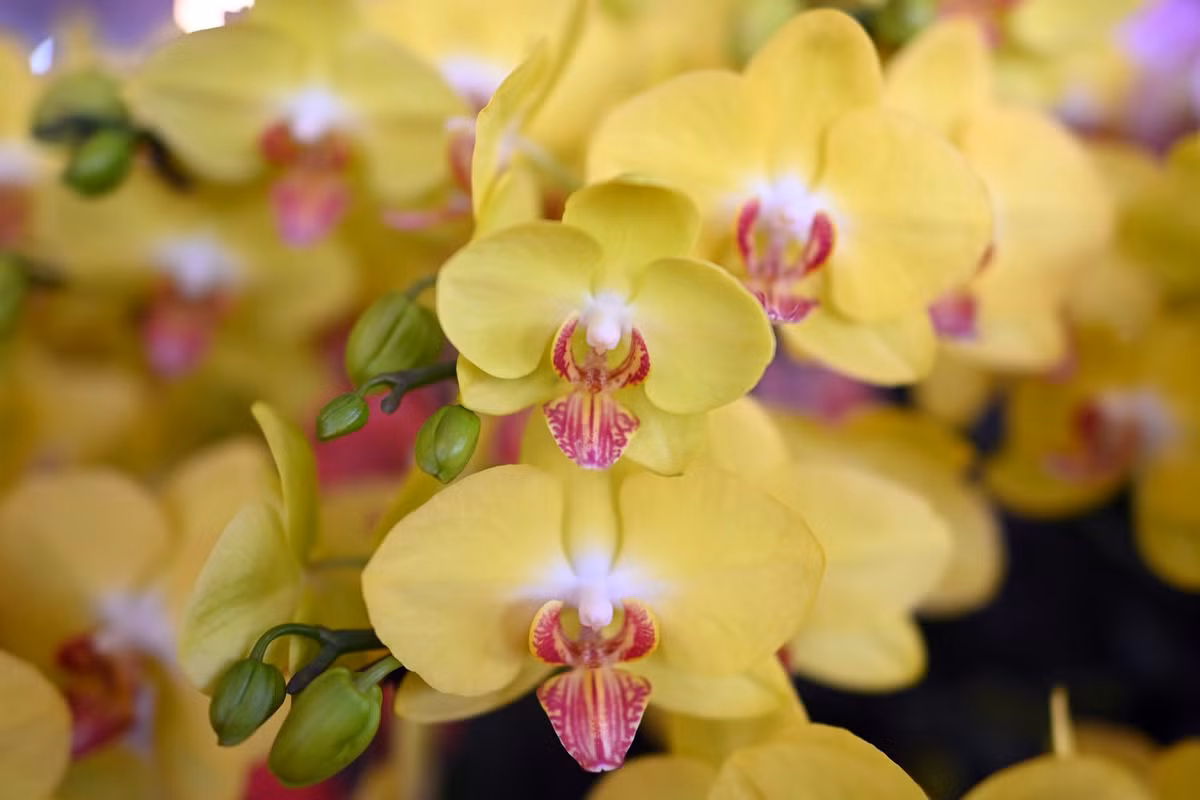 "Suốt gần 10 năm gắn bó với nghề lan, đây là tác phẩm lớn nhất, kỳ công nhất mà tôi từng thực hiện. Riêng chậu cây đã có đường kính 1,5 m và phải đặt làm riêng trước 3 tháng có họa tiết khảm trai vảy rồng. Hy vọng rằng tác phẩm sẽ tìm được chủ nhân xứng tầm với giá trị của nó", anh Nghiệp chia sẻ.