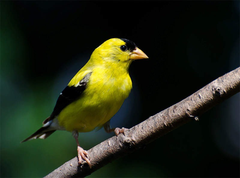 Ai sinh tháng Âm lịch này vận may không bao giờ cạn Ai sinh thang Am lich nay van may khong bao gio can