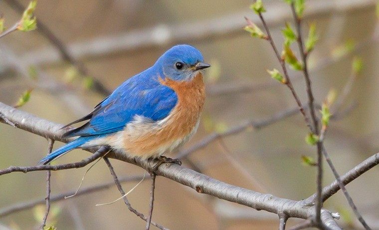 Ai sinh tháng Âm lịch này vận may không bao giờ cạn - Hình 2 Ai sinh thang Am lich nay van may khong bao gio can-Hinh-2