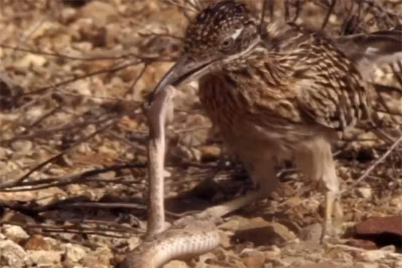 Gà lôi đuôi dài hạ gục rắn chuông sau cuộc chiến kịch tính ảnh 1