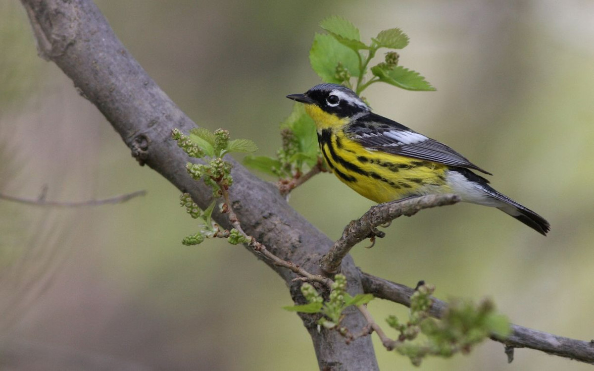 Ai sinh thang Am lich nay tai khong doi tuoi, tien bac sung tuc
