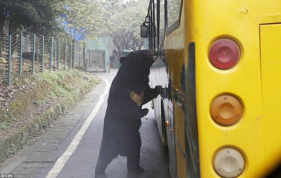 Vuon thu ky la o Trung Quoc: Noi nguoi bi nhot, vat chay rong-Hinh-3