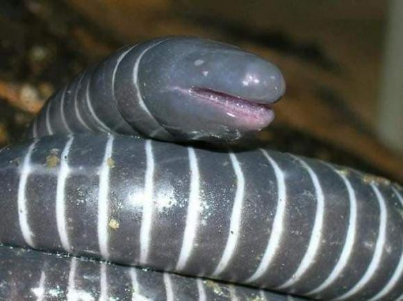 Ca loc khong phai la ran hay giun, nhung lai co rang