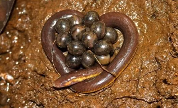 Ca loc khong phai la ran hay giun, nhung lai co rang-Hinh-12