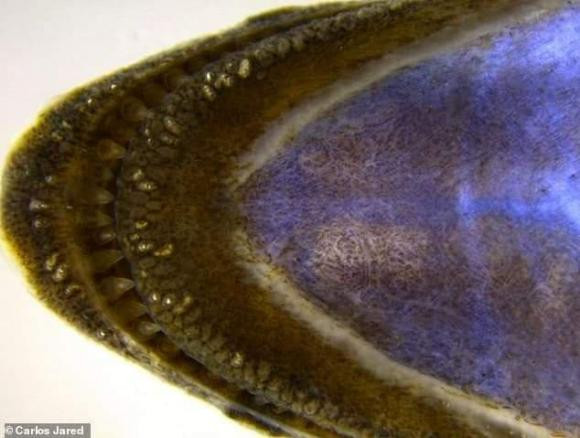 Ca loc khong phai la ran hay giun, nhung lai co rang-Hinh-6