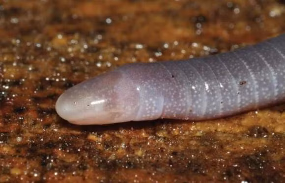 Ca loc khong phai la ran hay giun, nhung lai co rang-Hinh-11