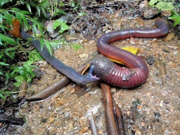 Ca loc khong phai la ran hay giun, nhung lai co rang-Hinh-9