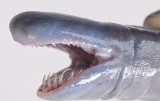 Ca loc khong phai la ran hay giun, nhung lai co rang-Hinh-3