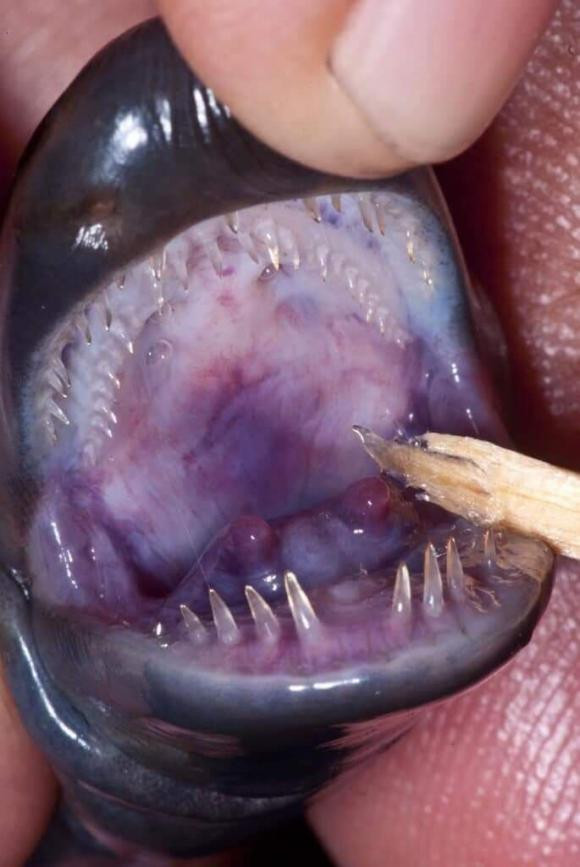 Ca loc khong phai la ran hay giun, nhung lai co rang-Hinh-4