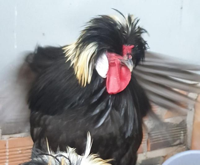 Nuoi Ga su tu Ba Lan, nong dan mien Tay thu chuc trieu moi thang-Hinh-5