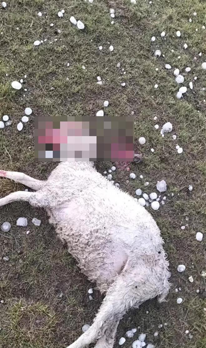 Dân mạng Trung Quốc xôn xao vụ mưa đá to như trứng gà - Hình 2 Dan mang Trung Quoc xon xao vu mua da to nhu trung ga-Hinh-2