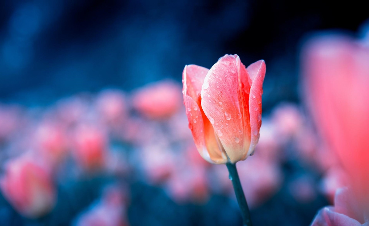 Sinh vào 5 ngày Âm lịch này, biến khó khăn thành cơ hội Sinh vao 5 ngay Am lich nay, bien kho khan thanh co hoi