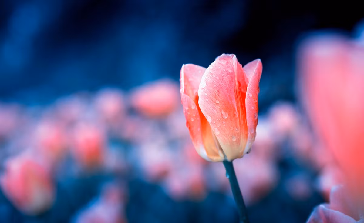 Sinh vao 5 ngay Am lich nay, bien kho khan thanh co hoi