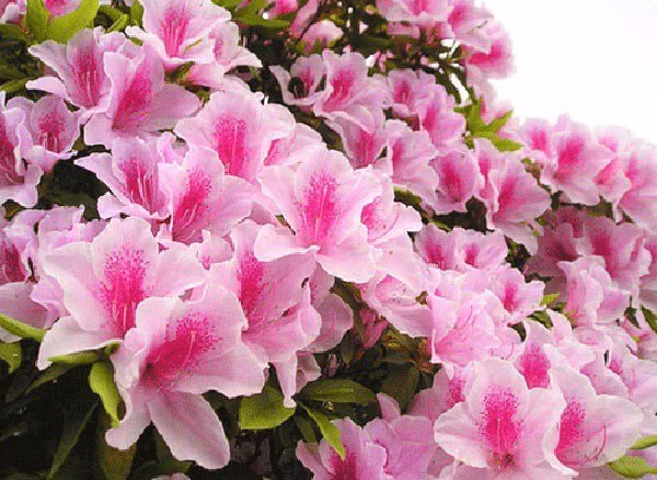 7 loai hoa hut tai loc, nha giau thuong mua ve de bay-Hinh-7