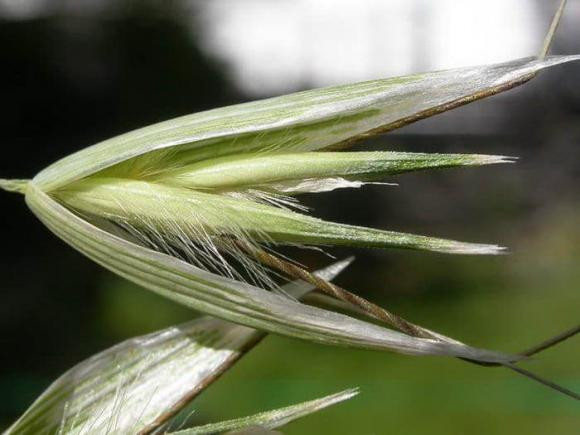 Mot loai cay di bo co the di chuyen tim dat thich hop de sinh ton